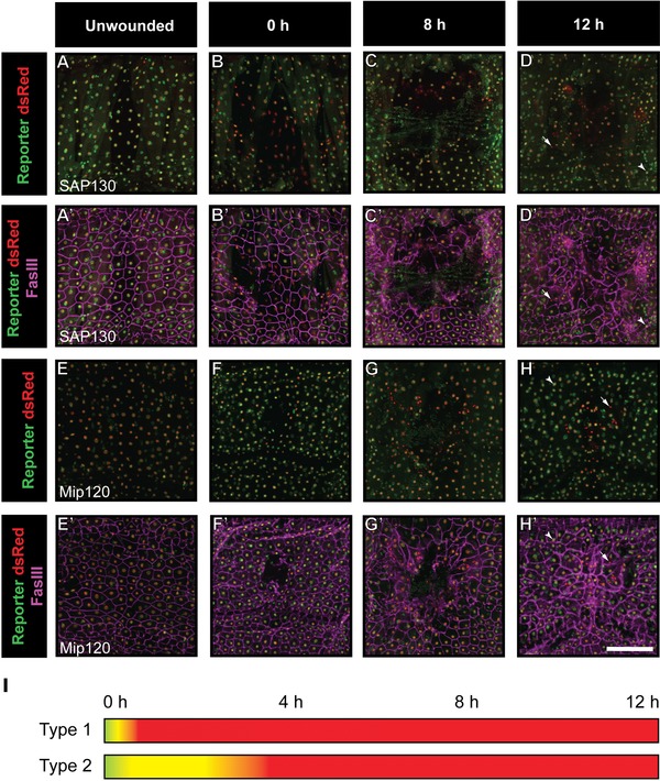 Rapid clearance of epigenetic protein reporters from wound edge cells in <i>Drosophila</i> larvae does not depend on the JNK or PDGFR/VEGFR signaling pathways.