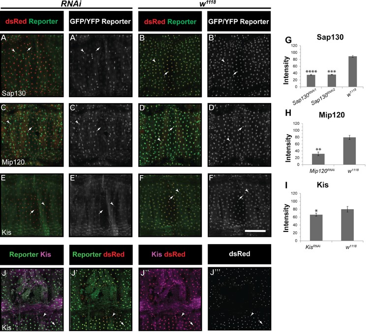 Rapid clearance of epigenetic protein reporters from wound edge cells in <i>Drosophila</i> larvae does not depend on the JNK or PDGFR/VEGFR signaling pathways.