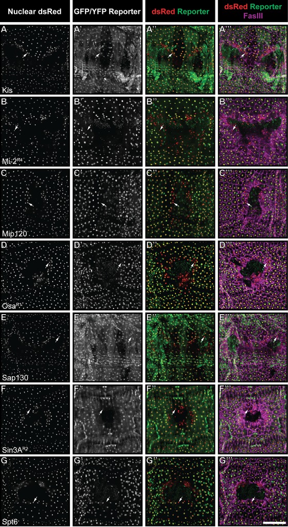 Rapid clearance of epigenetic protein reporters from wound edge cells in <i>Drosophila</i> larvae does not depend on the JNK or PDGFR/VEGFR signaling pathways.