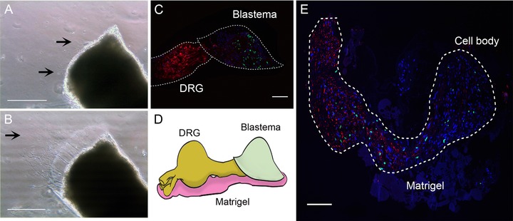 Characterization of <i>in vitro</i> transcriptional responses of dorsal root ganglia cultured in the presence and absence of blastema cells from regenerating salamander limbs.