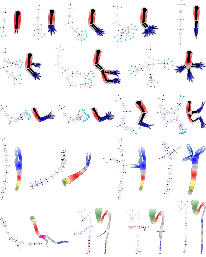 A bioinformatics expert system linking functional data to anatomical outcomes in limb regeneration.