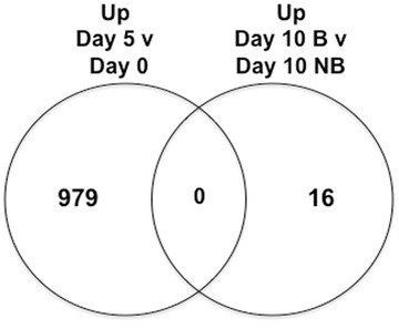 Characterization of <i>in vitro</i> transcriptional responses of dorsal root ganglia cultured in the presence and absence of blastema cells from regenerating salamander limbs.