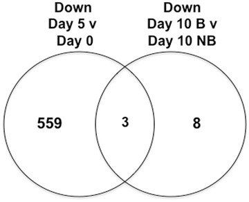 Characterization of <i>in vitro</i> transcriptional responses of dorsal root ganglia cultured in the presence and absence of blastema cells from regenerating salamander limbs.