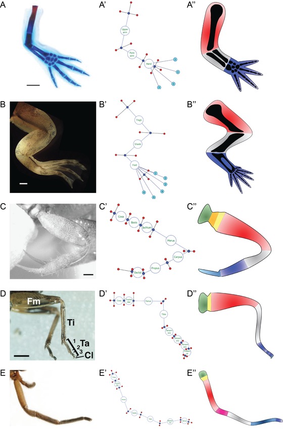 A bioinformatics expert system linking functional data to anatomical outcomes in limb regeneration.