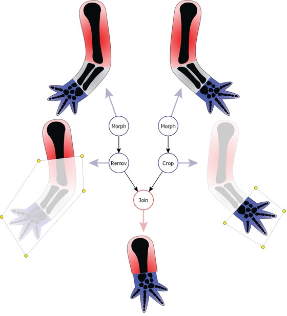 A bioinformatics expert system linking functional data to anatomical outcomes in limb regeneration.