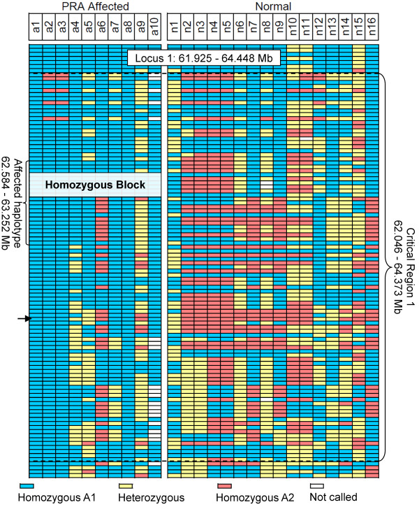 A novel mutation in TTC8 is associated with progressive retinal atrophy in the golden retriever.