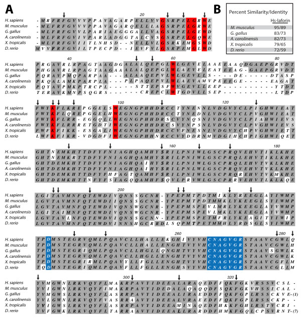 Expression, purification and characterization of soluble red rooster laforin as a fusion protein in Escherichia coli.