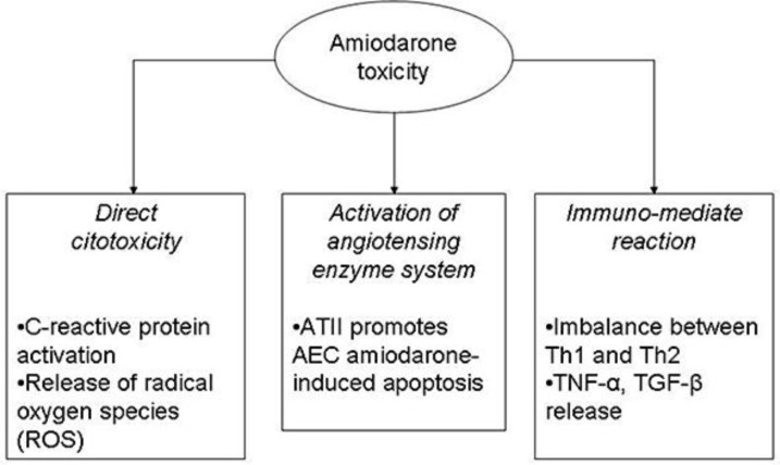 Pulmonary toxicity in a renal transplant recipient treated with amiodarone and everolimus: a case of hypothetical synergy and a proposal for a screening protocol.