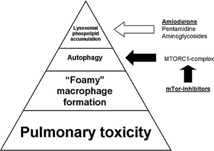Pulmonary toxicity in a renal transplant recipient treated with amiodarone and everolimus: a case of hypothetical synergy and a proposal for a screening protocol.