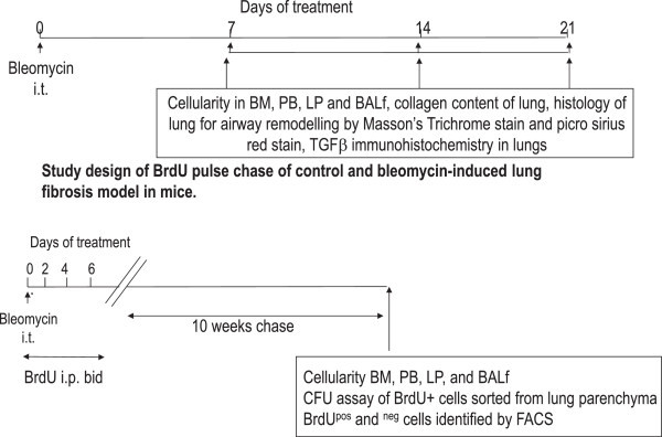 Looking for the elusive lung stem cell niche.