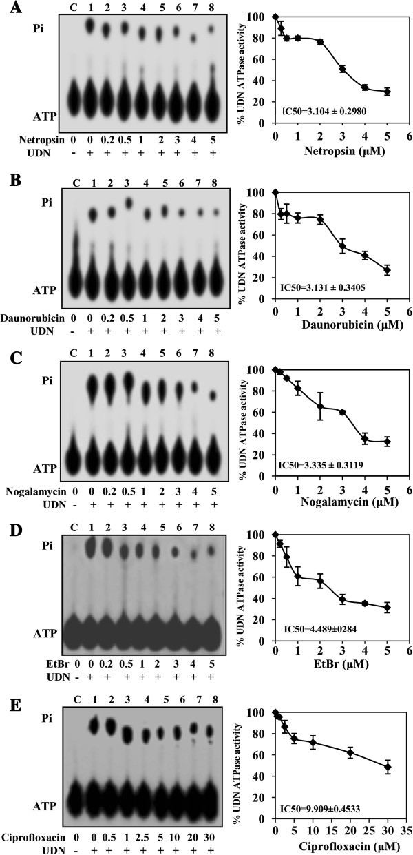 Plasmodium falciparum UvrD activities are downregulated by DNA-interacting compounds and its dsRNA inhibits malaria parasite growth.