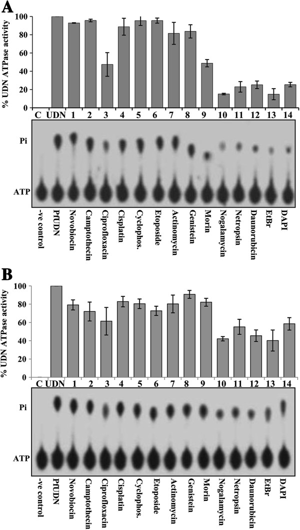 Plasmodium falciparum UvrD activities are downregulated by DNA-interacting compounds and its dsRNA inhibits malaria parasite growth.