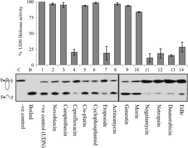 Plasmodium falciparum UvrD activities are downregulated by DNA-interacting compounds and its dsRNA inhibits malaria parasite growth.