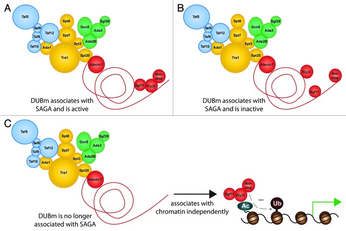 Pulling complexes out of complex diseases: Spinocerebellar Ataxia 7.