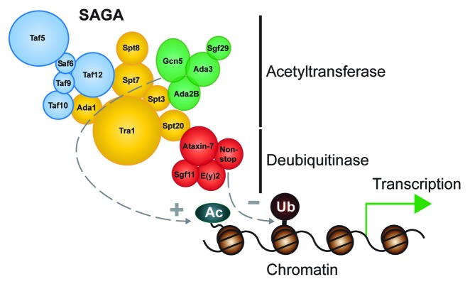 Pulling complexes out of complex diseases: Spinocerebellar Ataxia 7.