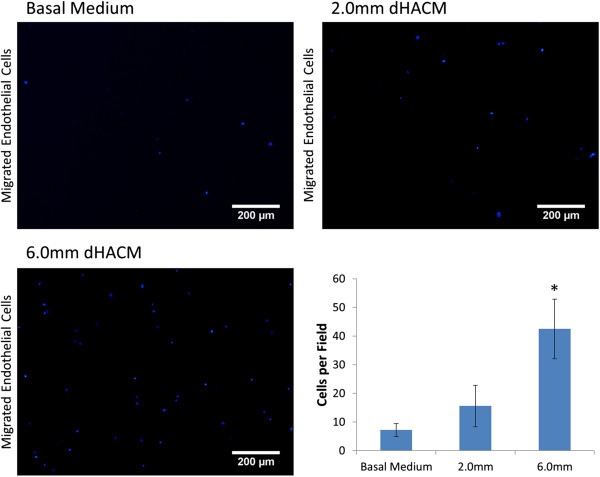 Angiogenic properties of dehydrated human amnion/chorion allografts: therapeutic potential for soft tissue repair and regeneration.