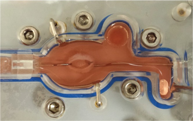 Design strategies of biodegradable scaffolds for tissue regeneration.