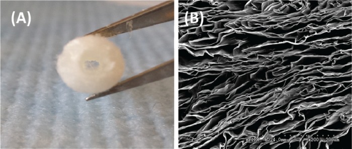 Design strategies of biodegradable scaffolds for tissue regeneration.