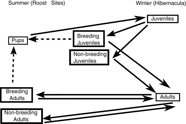 BatTool: an R package with GUI for assessing the effect of White-nose syndrome and other take events on Myotis spp. of bats.