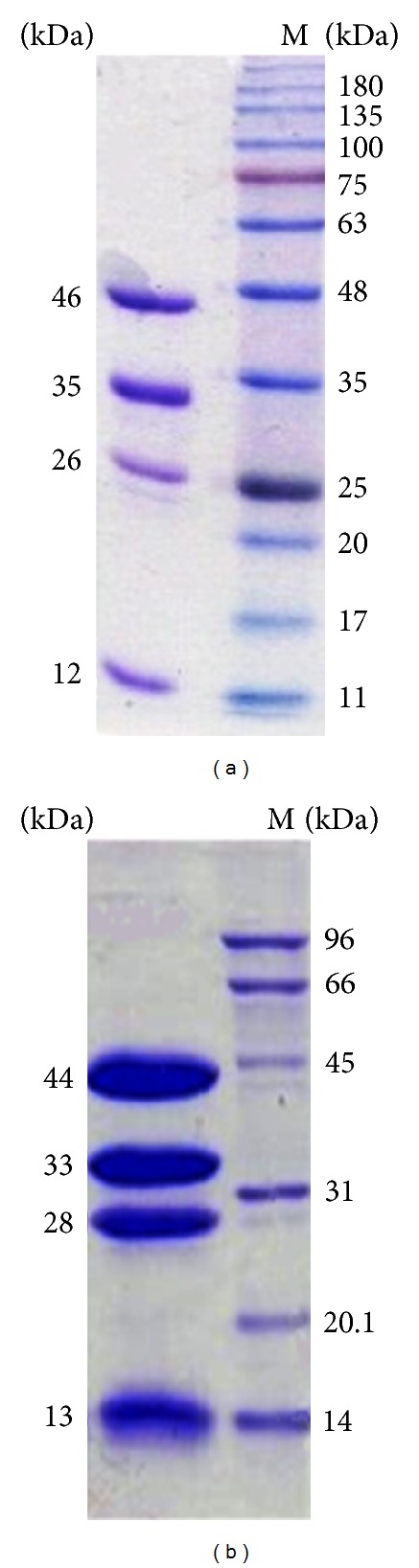 The bifunctional pyruvate decarboxylase/pyruvate ferredoxin oxidoreductase from Thermococcus guaymasensis.