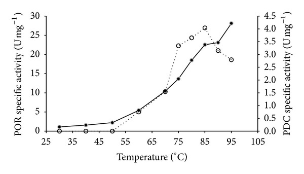 The bifunctional pyruvate decarboxylase/pyruvate ferredoxin oxidoreductase from Thermococcus guaymasensis.