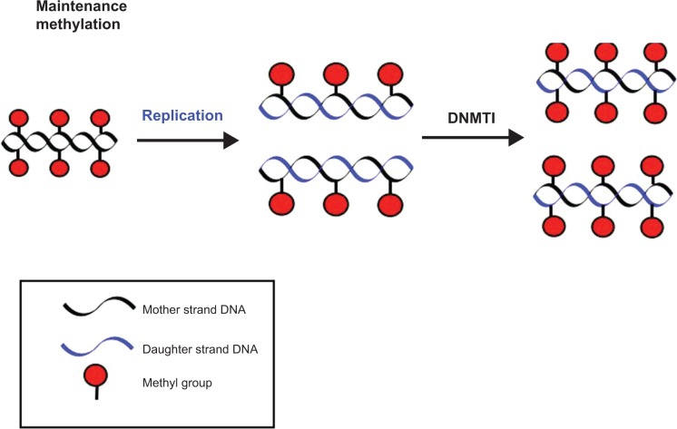 Use of epigenetic drugs in disease: an overview.