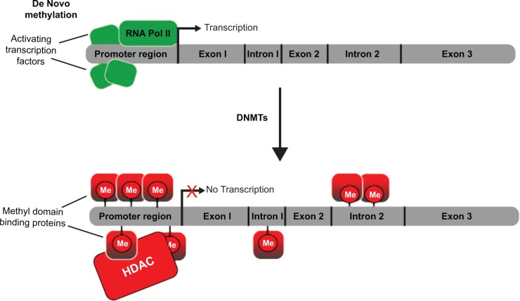 Use of epigenetic drugs in disease: an overview.