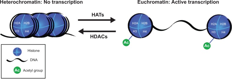 Use of epigenetic drugs in disease: an overview.