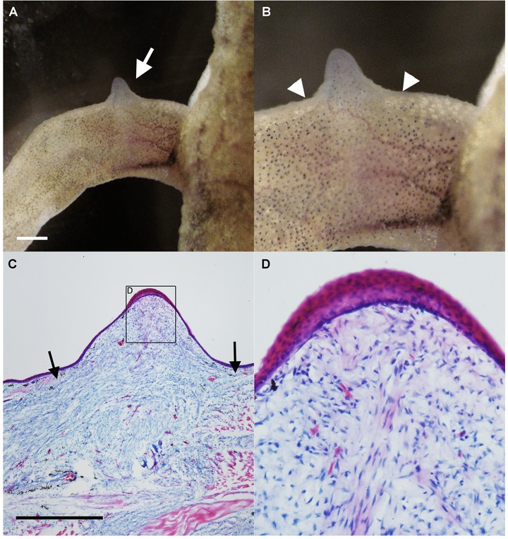 Ectopic blastema induction by nerve deviation and skin wounding: a new regeneration model in Xenopus laevis.