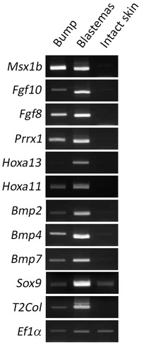 Ectopic blastema induction by nerve deviation and skin wounding: a new regeneration model in Xenopus laevis.