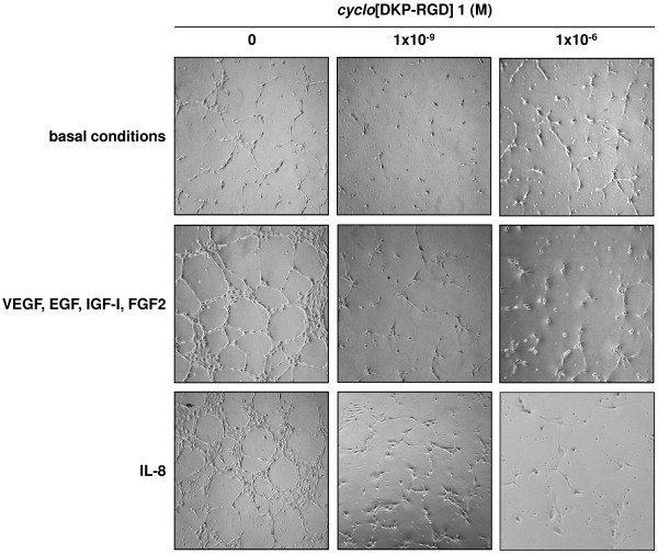 Effects of a novel cyclic RGD peptidomimetic on cell proliferation, migration and angiogenic activity in human endothelial cells.