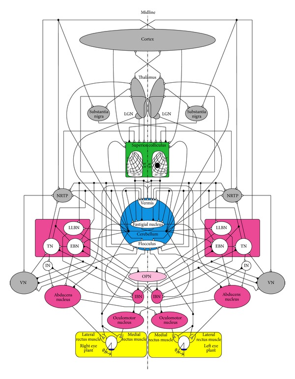 A physiological neural controller of a muscle fiber oculomotor plant in horizontal monkey saccades.