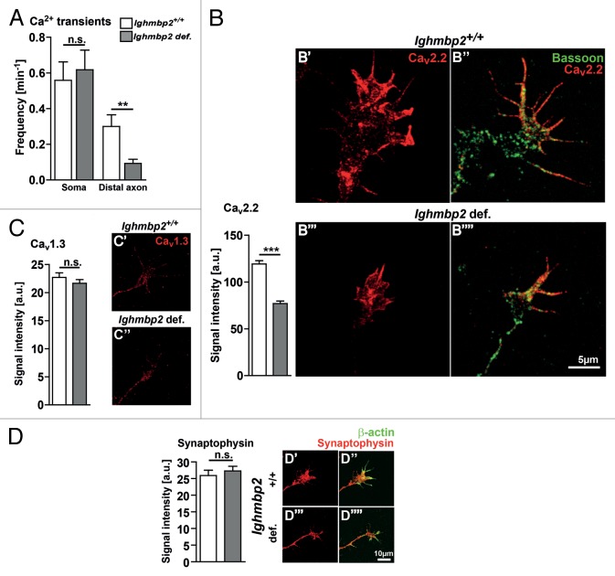 Differentiation defects in primary motoneurons from a SMARD1 mouse model that are insensitive to treatment with low dose PEGylated IGF1.