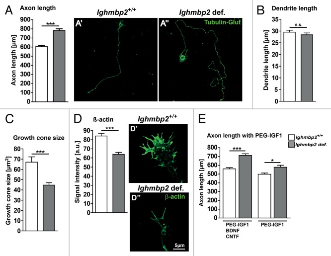 Differentiation defects in primary motoneurons from a SMARD1 mouse model that are insensitive to treatment with low dose PEGylated IGF1.