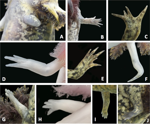 Probability of Regenerating a Normal Limb After Bite Injury in the Mexican Axolotl (<i>Ambystoma mexicanum</i>).