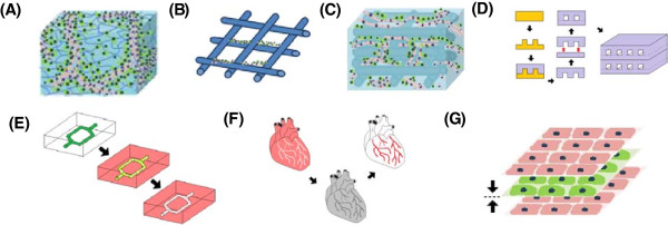 In vitro pre-vascularisation of tissue-engineered constructs A co-culture perspective.