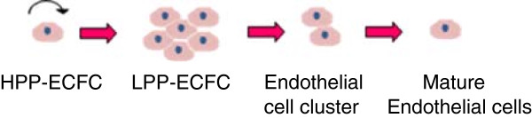 In vitro pre-vascularisation of tissue-engineered constructs A co-culture perspective.