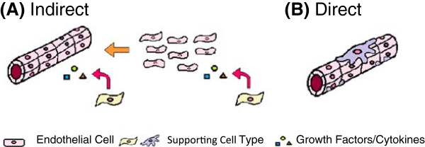 In vitro pre-vascularisation of tissue-engineered constructs A co-culture perspective.