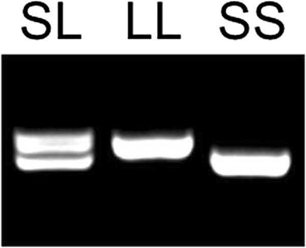 Lack of association between serotonin transporter 5-HTT gene polymorphism and endometriosis in an Italian patient population.