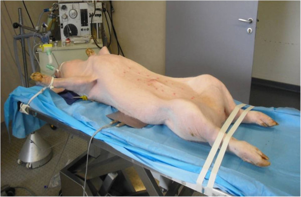 Development of a preclinical model of donation after circulatory determination of death for translational application.
