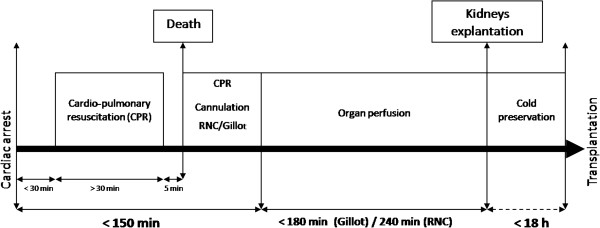 Development of a preclinical model of donation after circulatory determination of death for translational application.