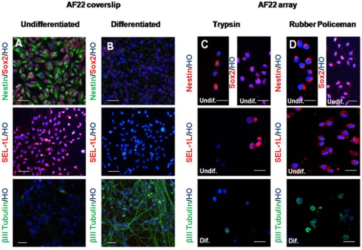 Application of Tissue Microarray Technology to Stem Cell Research.