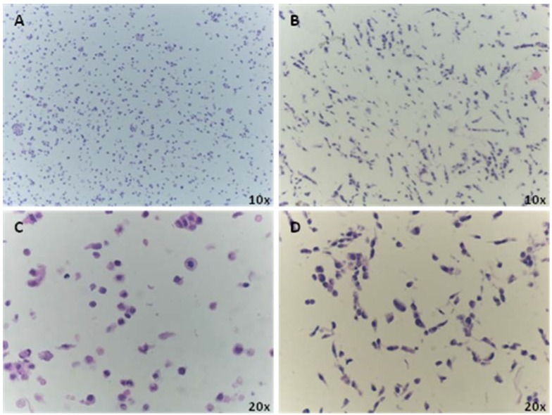 Application of Tissue Microarray Technology to Stem Cell Research.
