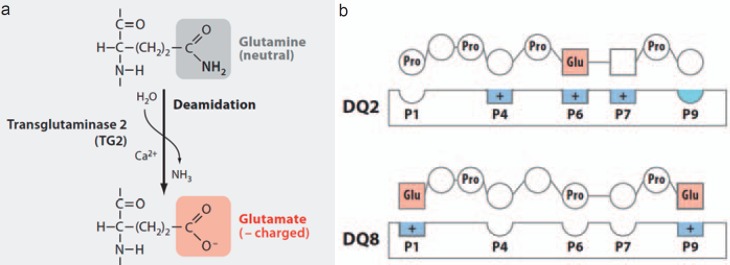 Coeliac Disease - New Pathophysiological Findings and Their Implications for Therapy.