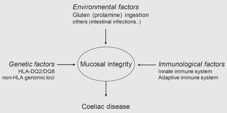 Coeliac Disease - New Pathophysiological Findings and Their Implications for Therapy.