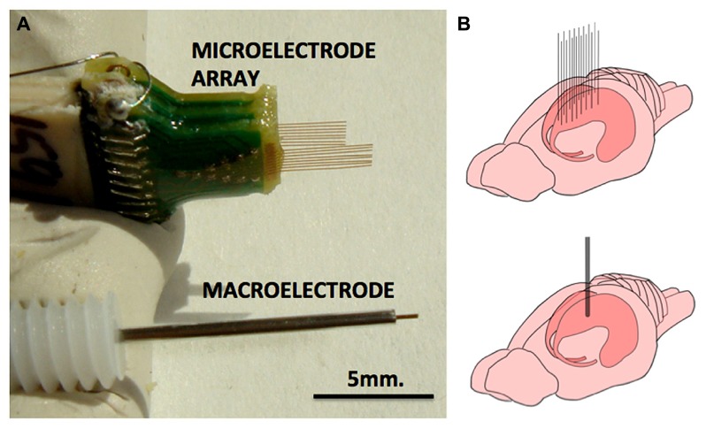 Deep brain stimulation macroelectrodes compared to multiple microelectrodes in rat hippocampus.