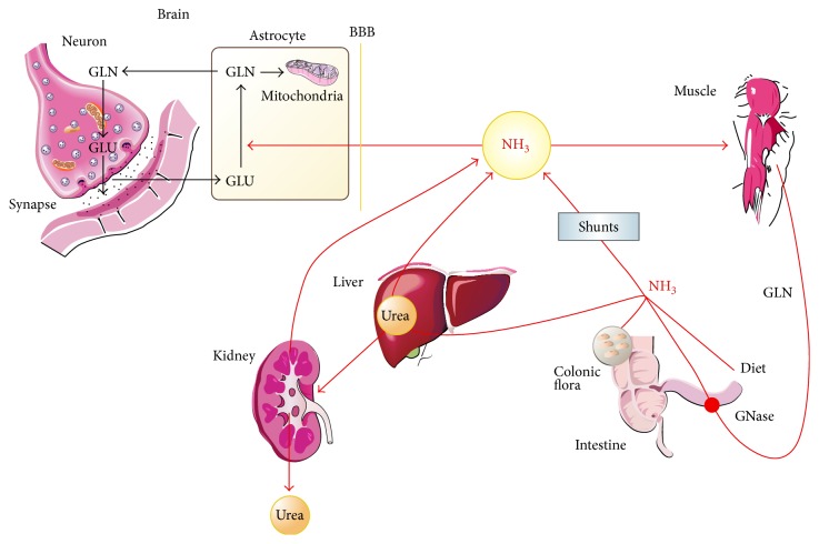 Hepatic Encephalopathy: From the Pathogenesis to the New Treatments.