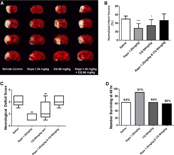 Rapamycin up-regulation of autophagy reduces infarct size and improves outcomes in both permanent MCAL, and embolic MCAO, murine models of stroke.