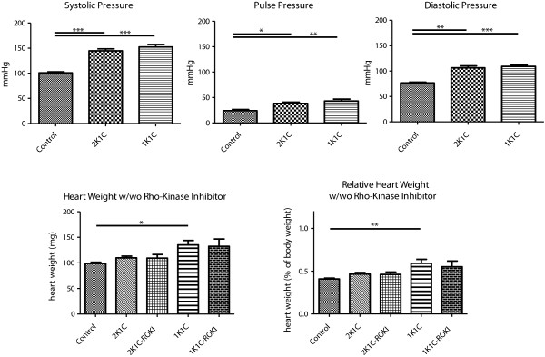 Sympathoactivation and rho-kinase-dependent baroreflex function in experimental renovascular hypertension with reduced kidney mass.