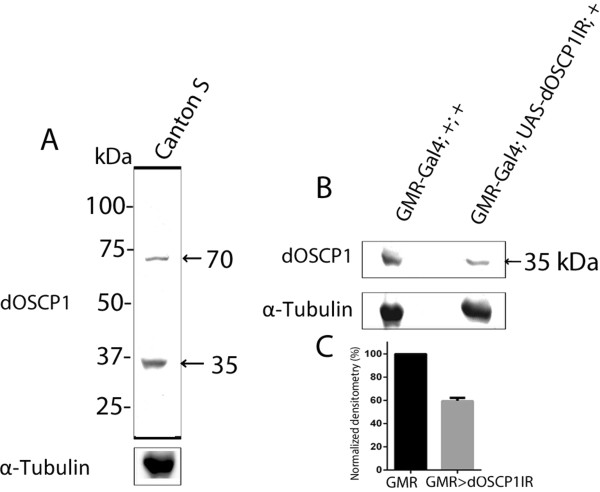 Structural characterization and subcellular localization of Drosophila organic solute carrier partner 1.